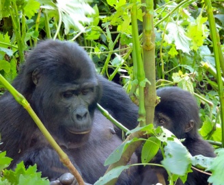 Gorilla with a young one2