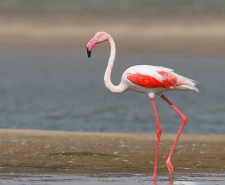 bharatpur Greater flamingo2