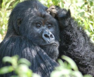 gorilla rwanda2