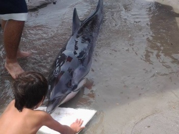 Delfin playa2