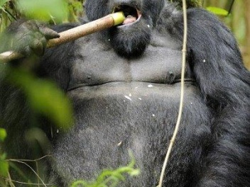 Eating Gorilla