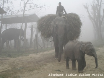 Elephant Chitwan