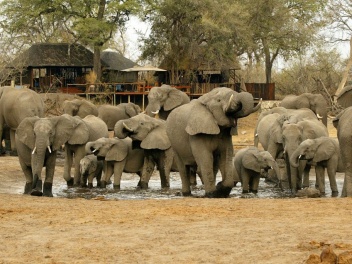 Elephants Next to the Camp.