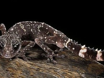 Gekkonidae famie de geckos trouve a lest au parc Zahamena 