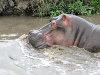 Hippo2