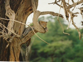 Leopard up on a tree