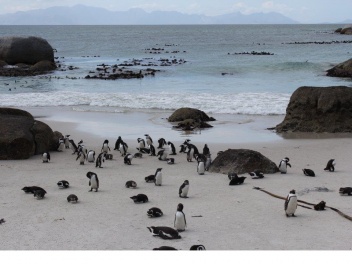 P A Boulders beach penguins