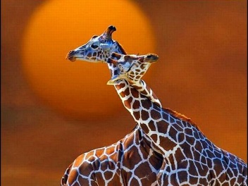 Reticulated Giraffes Beautiful