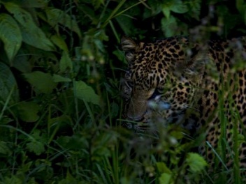 The shy Leopard