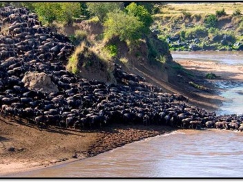 Wildebeest Migration Pic 1
