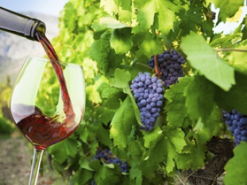 wine tasting and vineyard