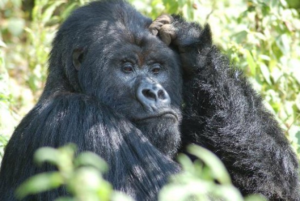 gorilla rwanda2